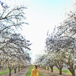 almond blossoms in california, spring bloom, Just In A City, flowers, yellow dress, wanderlust