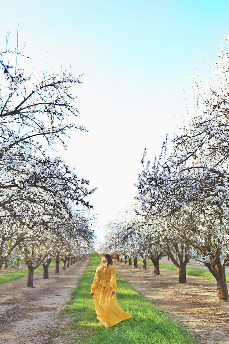 almond blossoms in california, spring bloom, Just In A City, flowers, yellow dress, wanderlust